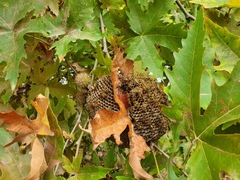 Polistes mongolicus