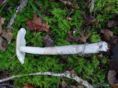 Amanita submembranacea