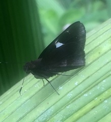Notocrypta feisthamelii alysos