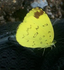 Eurema simulatrix tecmessa