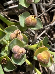 Euphorbia silenifolia