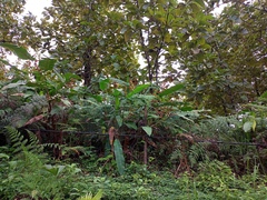 Heliconia latispatha