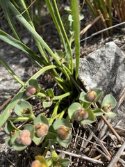 Euphorbia silenifolia