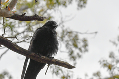 Corvus mellori