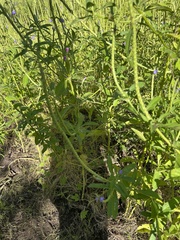 Stachytarpheta cayennensis
