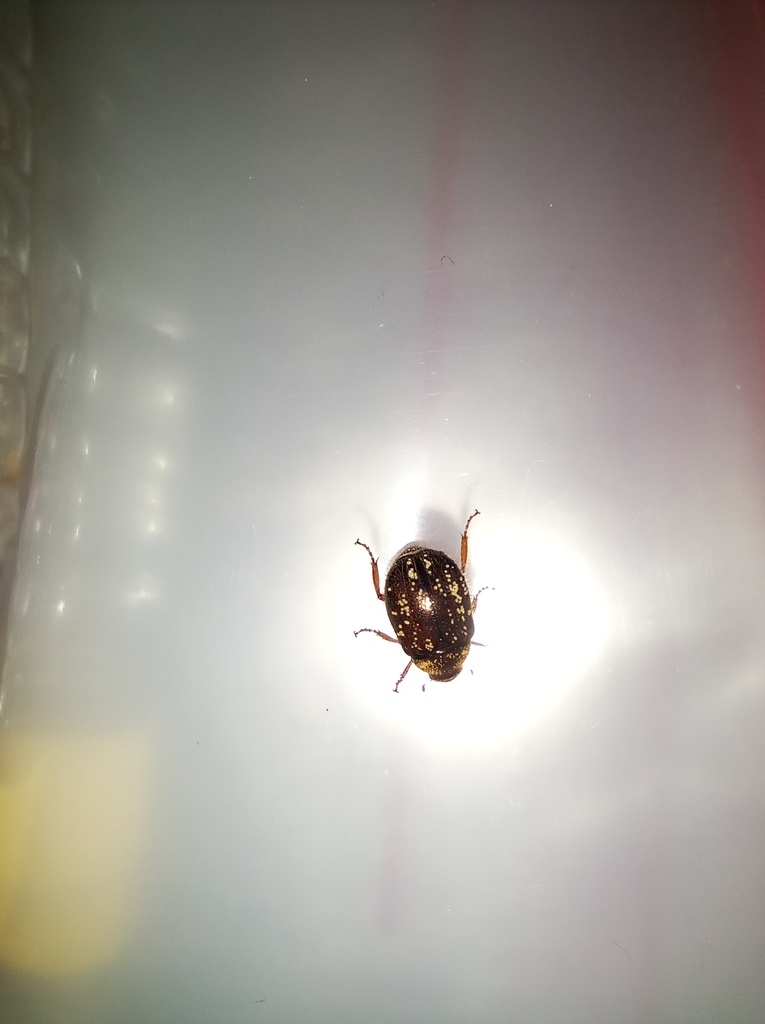 Apogonia farinosa
