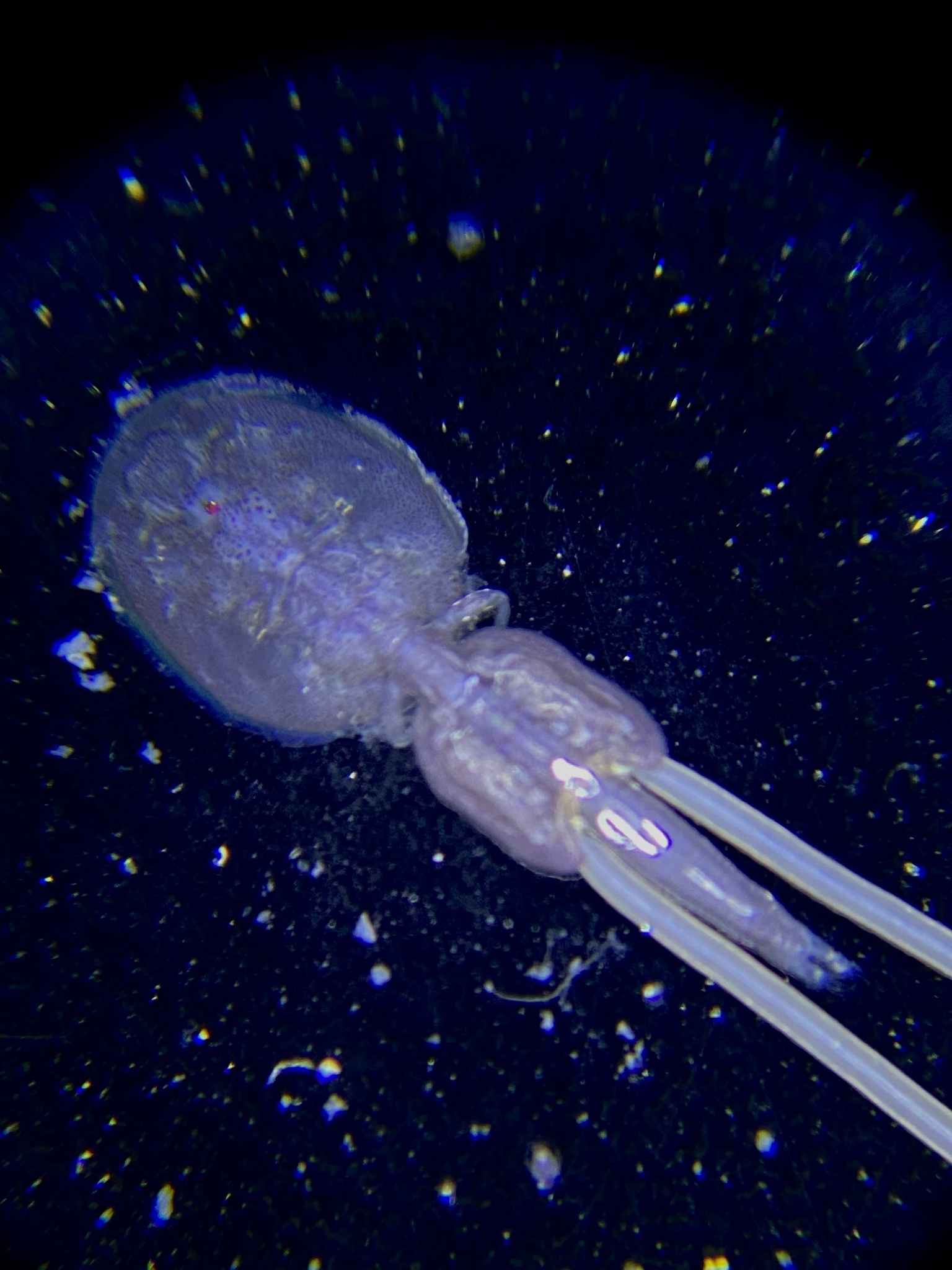 Lepeophtheirus salmonis (Krøyer, 1838)