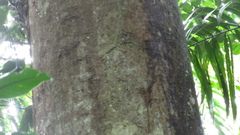 Tachigali panamensis