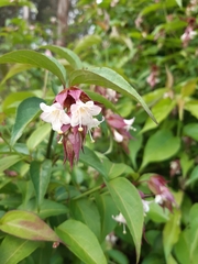 Leycesteria formosa