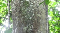 Tachigali panamensis