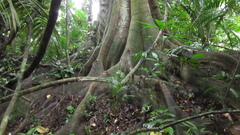 Tachigali panamensis