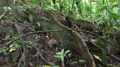 Tachigali panamensis