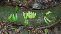 Tachigali panamensis