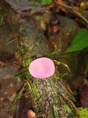 Phillipsia domingensis