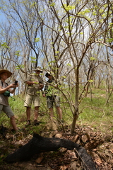 Steganotaenia araliacea araliacea