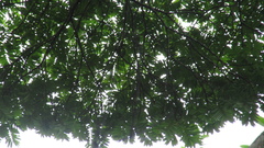 Tachigali panamensis