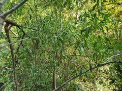 Salix acmophylla