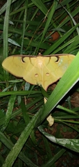 Actias