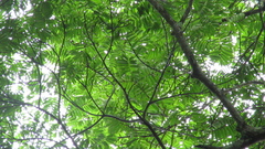 Tachigali panamensis