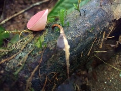 Phillipsia domingensis