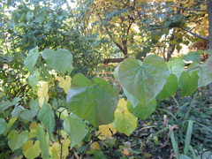 Cercis siliquastrum