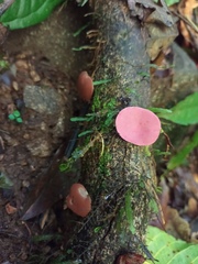 Phillipsia domingensis