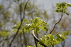 Steganotaenia araliacea araliacea