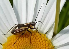 Capsodes sulcatus