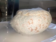 Penicillium chrysogenum