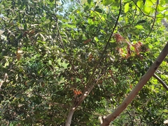 Laurus nobilis
