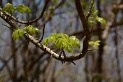 Steganotaenia araliacea araliacea
