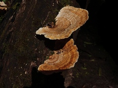 Trametes tenuis
