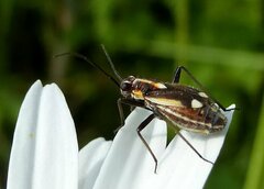 Capsodes sulcatus
