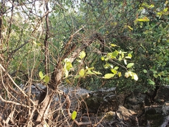 Styrax officinalis