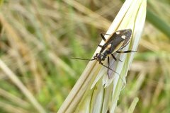 Capsodes sulcatus
