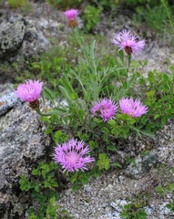 Psephellus sibiricus