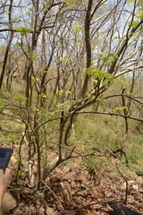 Steganotaenia araliacea araliacea