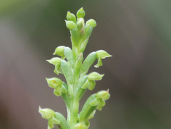 Microtis arenaria