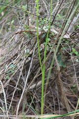 Microtis arenaria