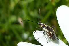 Capsodes sulcatus