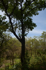 Sclerocarya birrea caffra