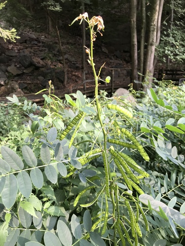 Maryland senna