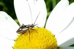 Capsodes sulcatus