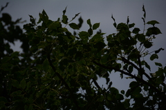 Sclerocarya birrea caffra