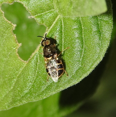 Stratiomyini