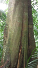 Tachigali panamensis