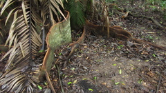 Tachigali panamensis