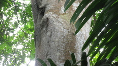 Tachigali panamensis