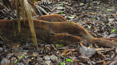 Tachigali panamensis