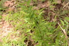 Oncoba spinosa